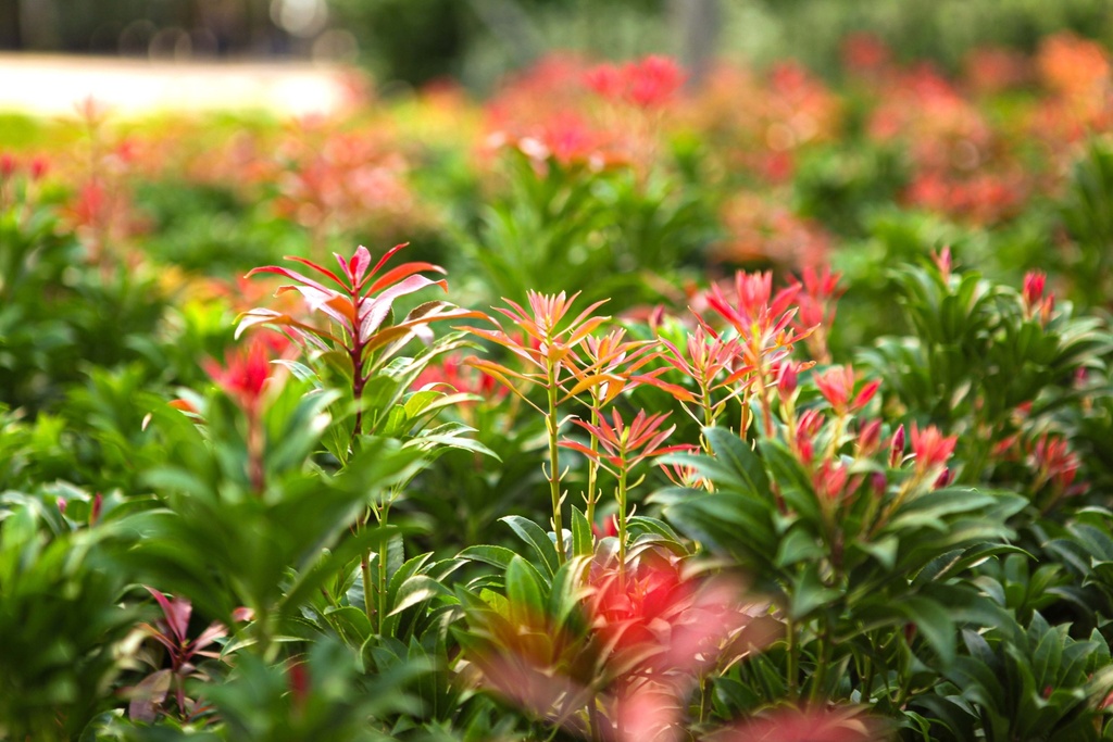 [PJMFI80C] PIERIS JAPONICA 'MOUNTAIN FIRE' (Pot, 80-100 cm)