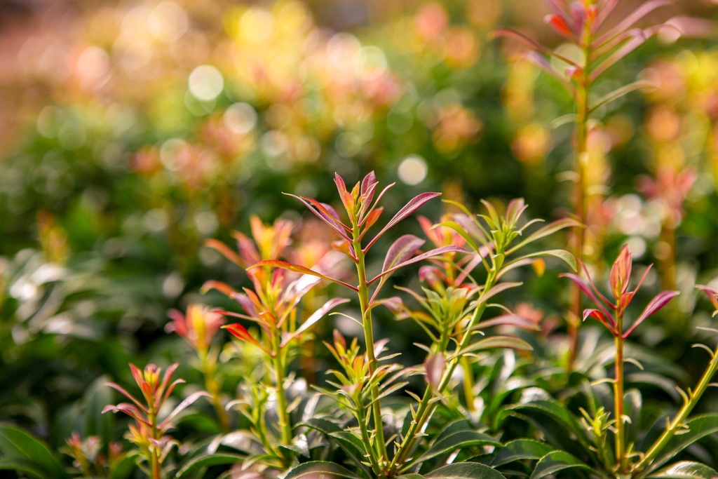 [xx] PIERIS JAPONICA 'PASSION' (Pot, 80-100 cm)