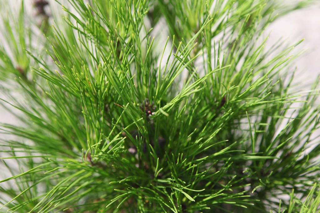 [xx] PINUS DENSIFLORA 'ALICE VERKADE' (Pot 3 liter, 25-30 cm)