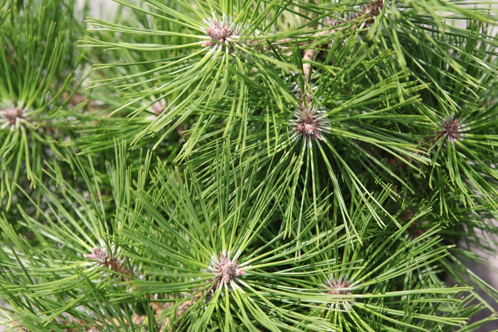 [xx] PINUS DENSIFLORA 'JANE KLUIS' (Pot 7 litres, 25-30 cm)