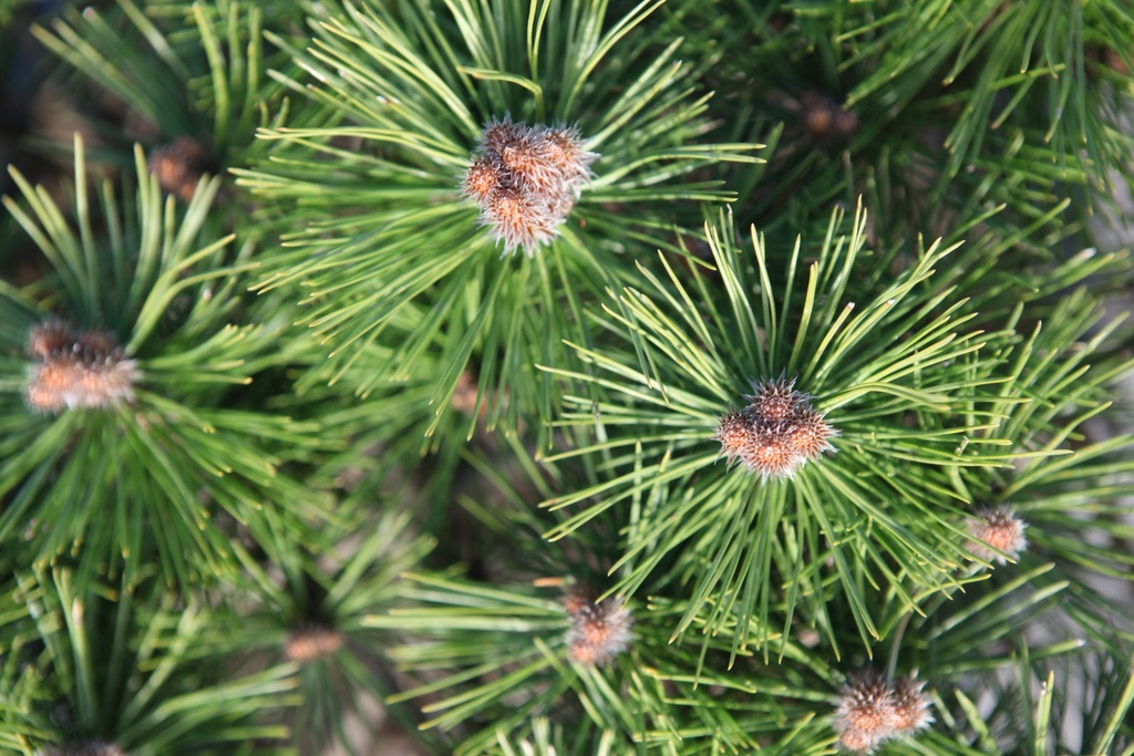 [xx] PINUS DENSIFLORA 'LOW GLOW' (Pot 7 liter, 25-30 cm)