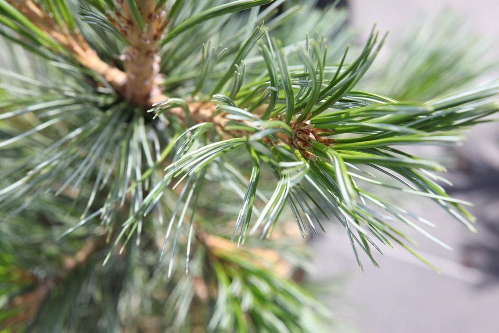 [xx] PINUS FLEXILIS 'VANDERWOLF'S PYRAMID' (Pot 3 litres, 25-30 cm)