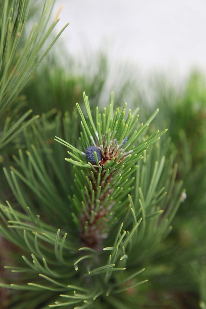 [xx] PINUS HELDREICHII 'COMPACT GEM' (Pot 3 liter, 15-20 cm)