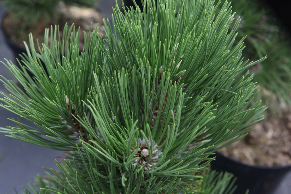 [xx] PINUS HELDREICHII 'MALINKII' (Pot 7 liter, 25-30 cm)