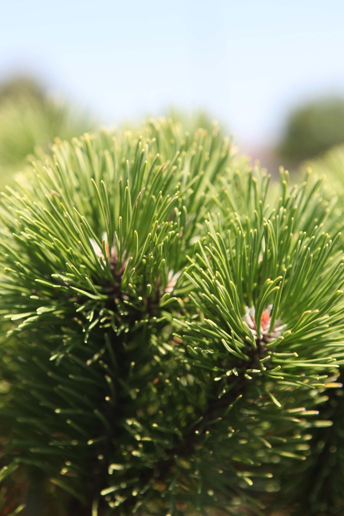 PINUS MUGO 'CARSTENS WINTERGOLD'