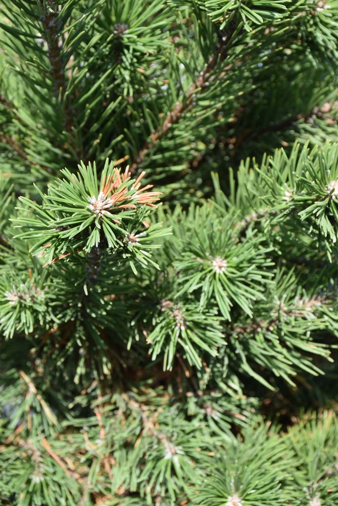 [PMGN80] PINUS MUGO 'GNOM' (Pot, 80-100 cm)