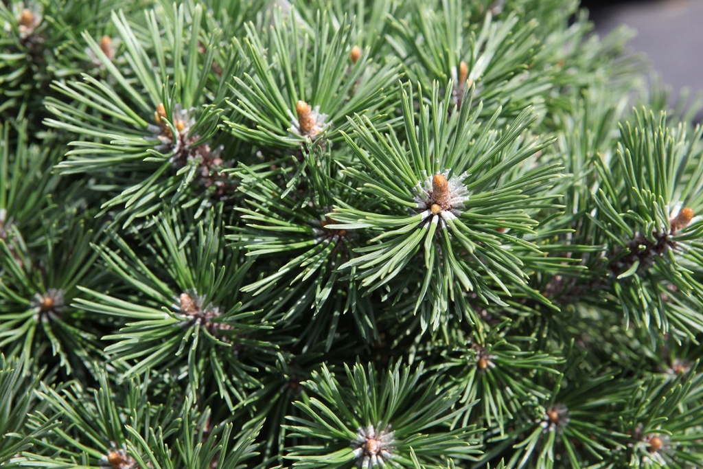 [PMMO20] PINUS MUGO 'MOPS' (Pot 3 litres, 20-25 cm)