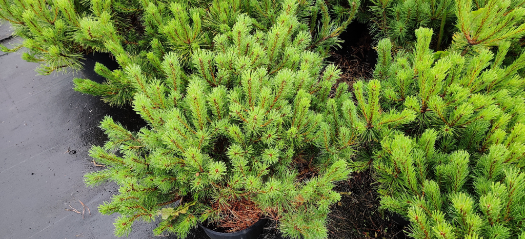 [archiveren] PINUS MUGO MUGHUS (Pot, 20-25 cm)