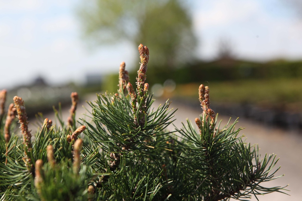 PINUS MUGO MUGO