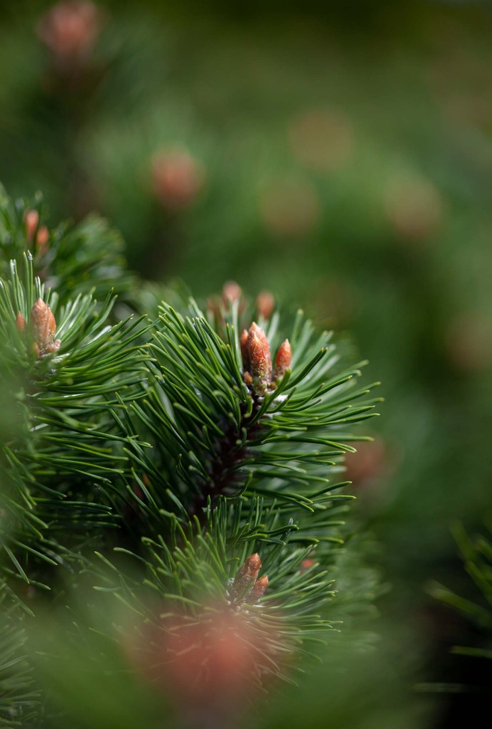 [xx] PINUS MUGO 'MUMPITZ' (Pot 5 litres, 30-40 cm)