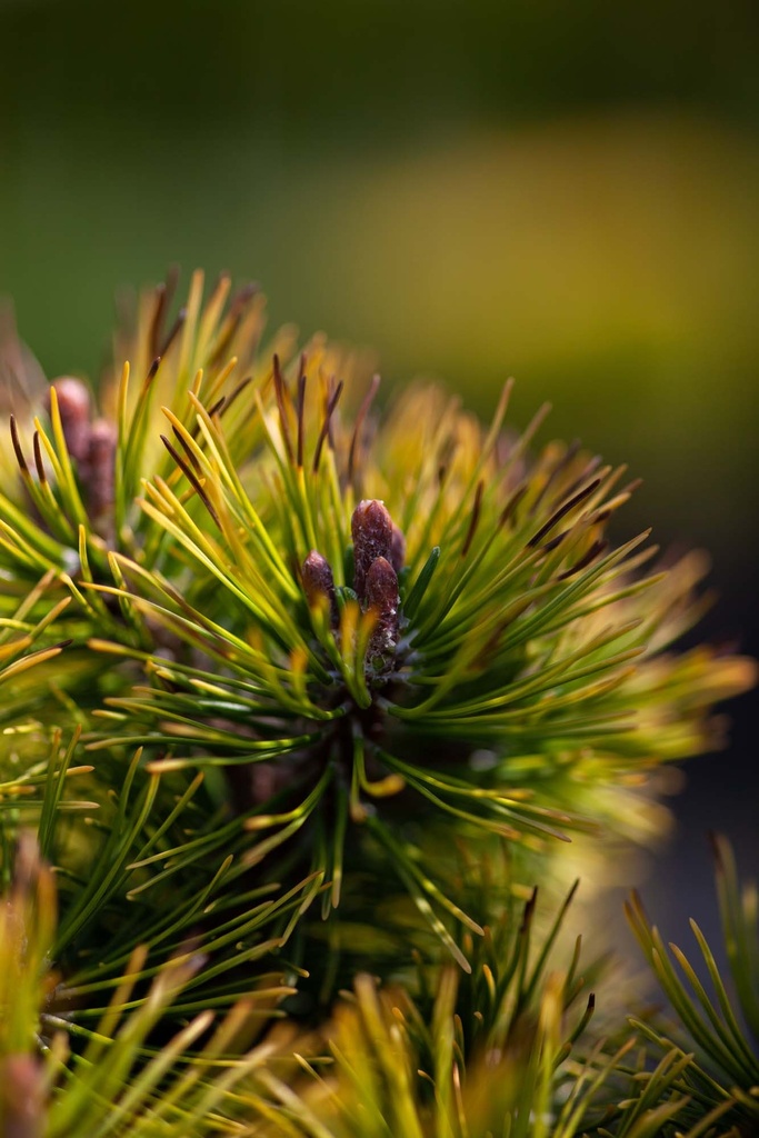 PINUS MUGO 'OPHIR'