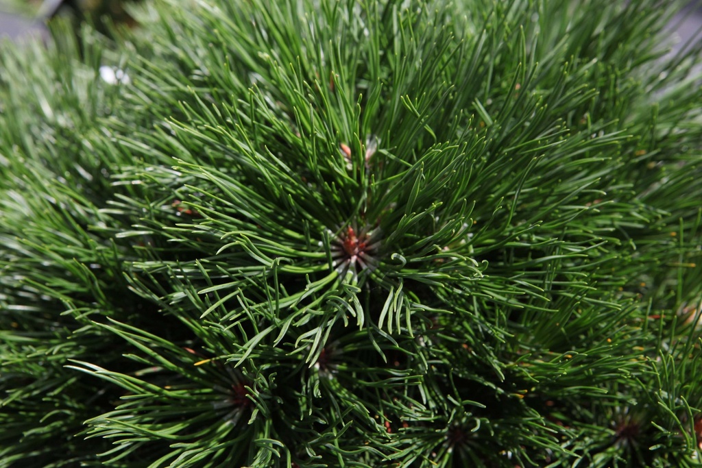 [xx] PINUS MUGO 'VARELLA' (Pot 5 litres, 25-30 cm)
