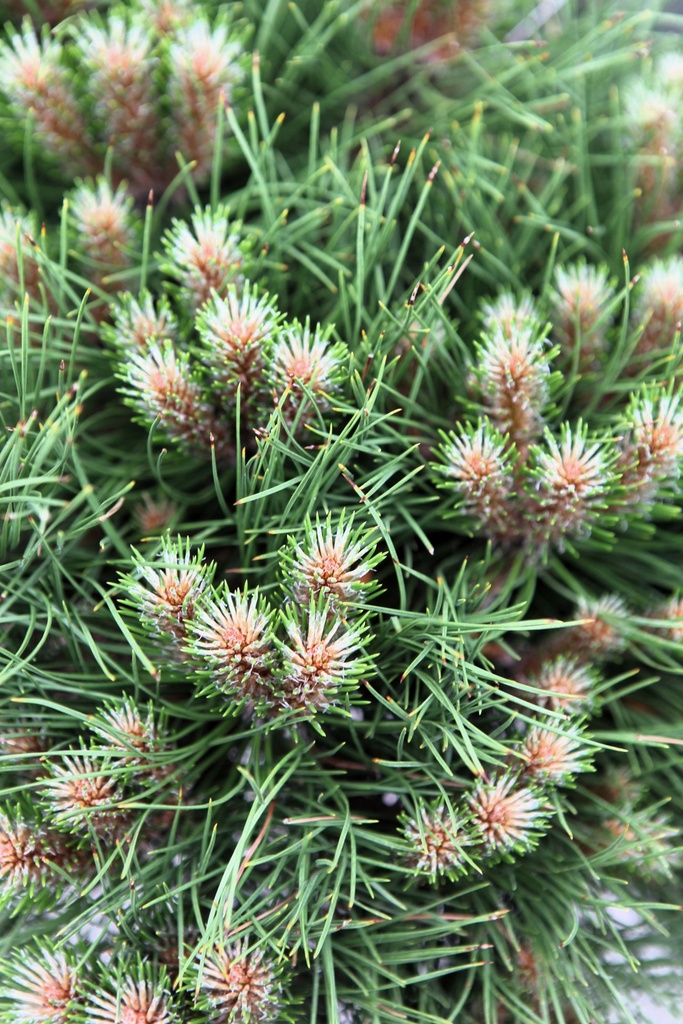 [xx] PINUS NIGRA 'MARIE BRÉGEON' (Pot 3 liter, 30-40 cm)