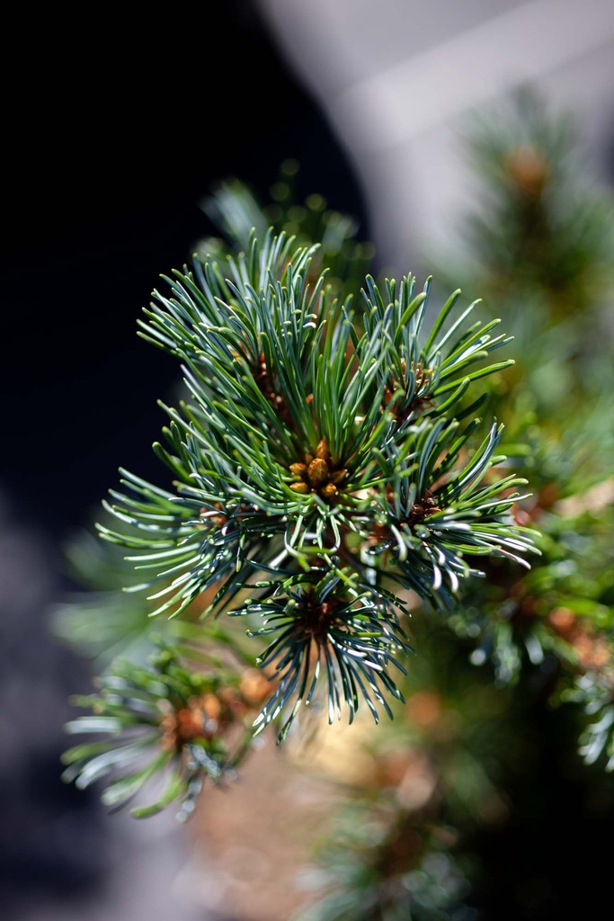 [xx] PINUS PARVIFLORA 'NEGISHI' (Pot 3 litres, 20-25 cm)