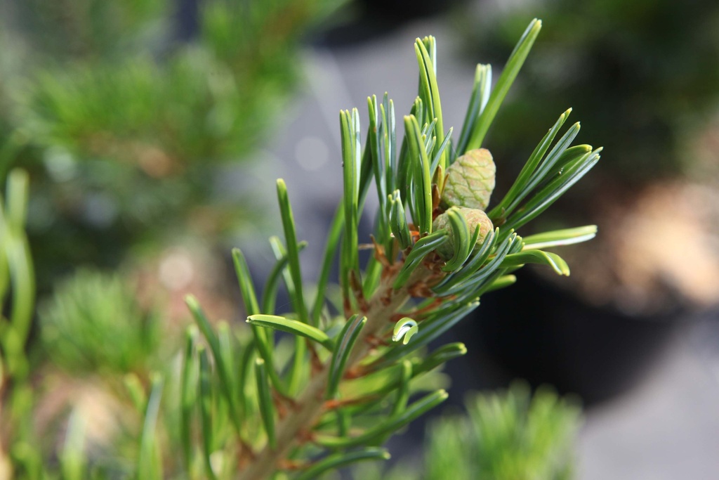 [xx] PINUS PARVIFLORA 'TEMPELHOF' (Pot 5 liter, 30-40 cm)