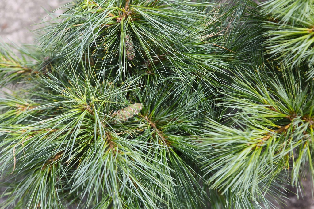 [xx] PINUS STROBUS 'BLUE SHAG' (Pot 7 litres, 40-50 cm)