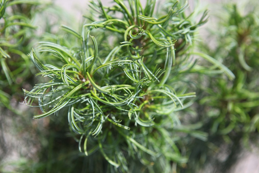 [xx] PINUS STROBUS 'TINY KURLS' (Pot 3 liter, 25-30 cm)