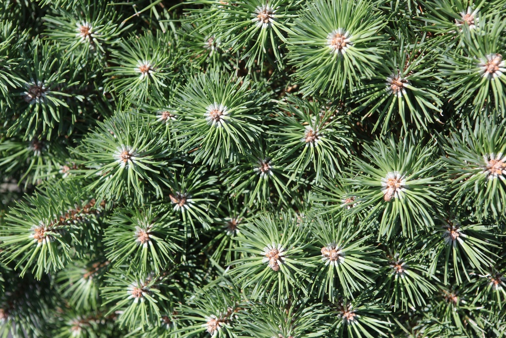 [xx] PINUS SYLVESTRIS BLUE PEARL (Pot 10 liter, 40-50 cm)