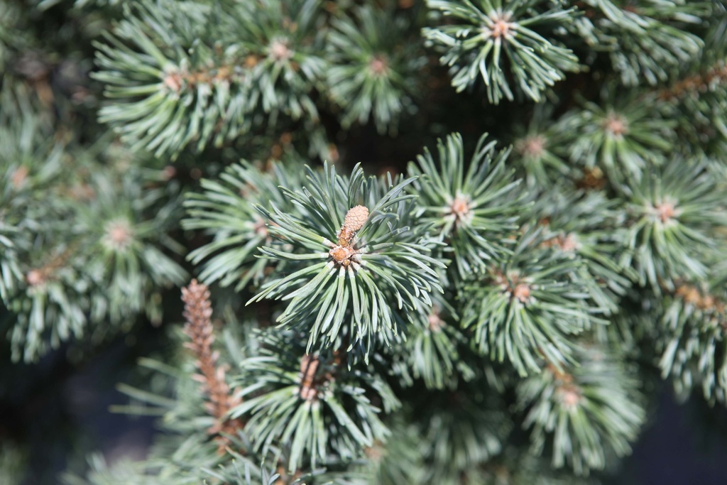 PINUS SYLVESTRIS 'WATERERI'