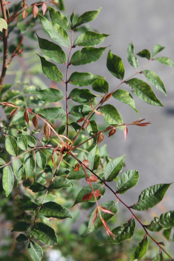 PISTACIA CHINENSIS