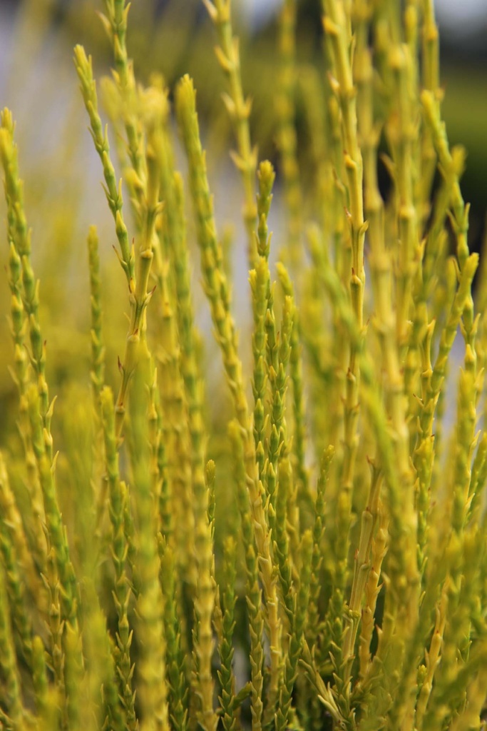 PLATYCLADUS ORIENTALIS 'FRANKY BOY'