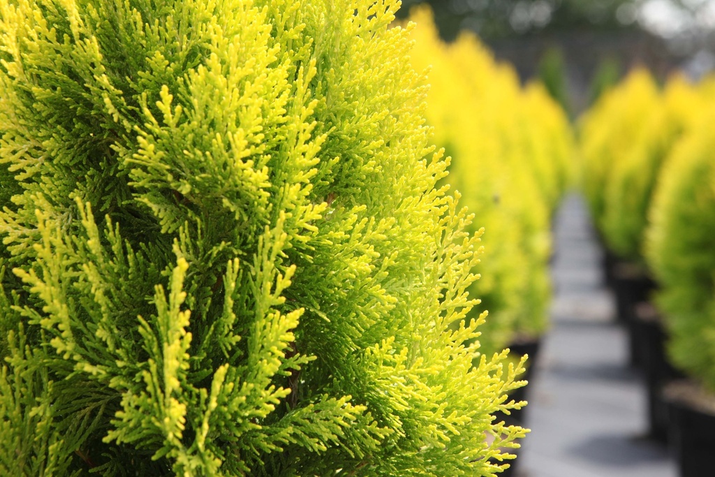 [xx] PLATYCLADUS ORIENTALIS 'PYRAMIDALIS AUREA (THUJA)' (Pot 3 litres, 25-30 cm)
