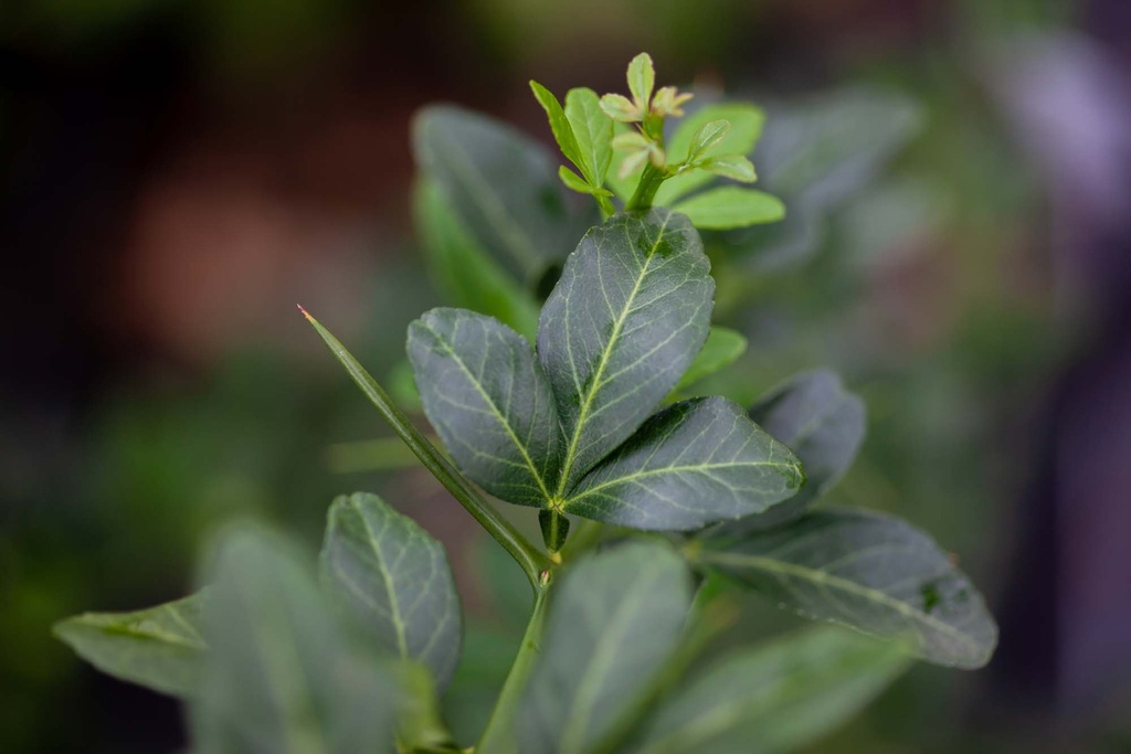 PONCIRUS TRIFOLIATA