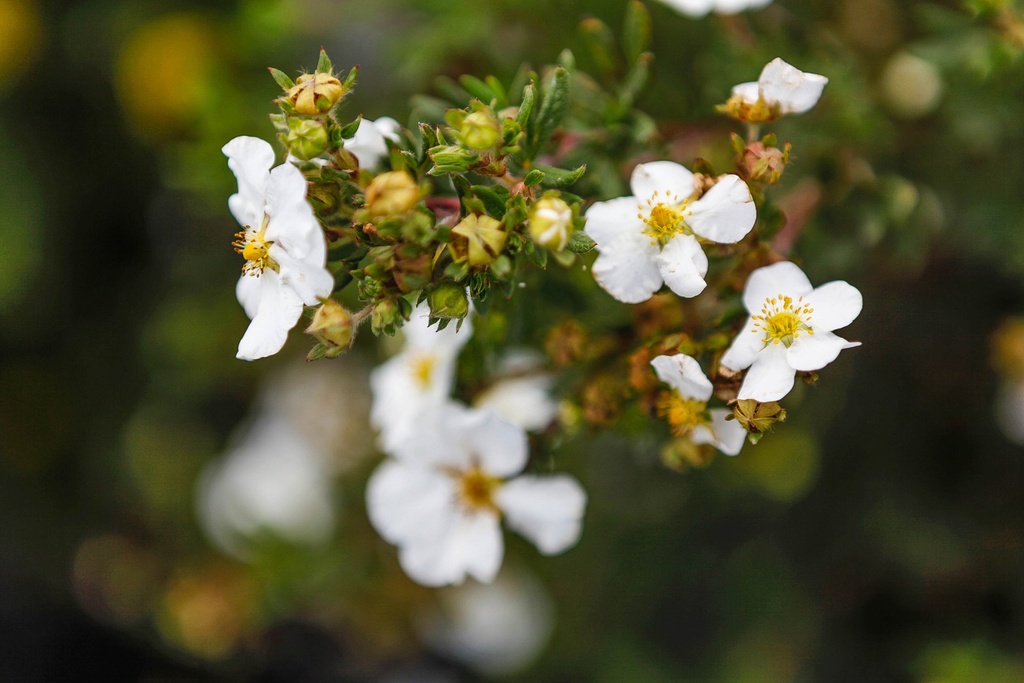 [PFAB3C] POTENTILLA FRUTICOSA 'ABBOTSWOOD' (Pot 3 litres, 30-40 cm)