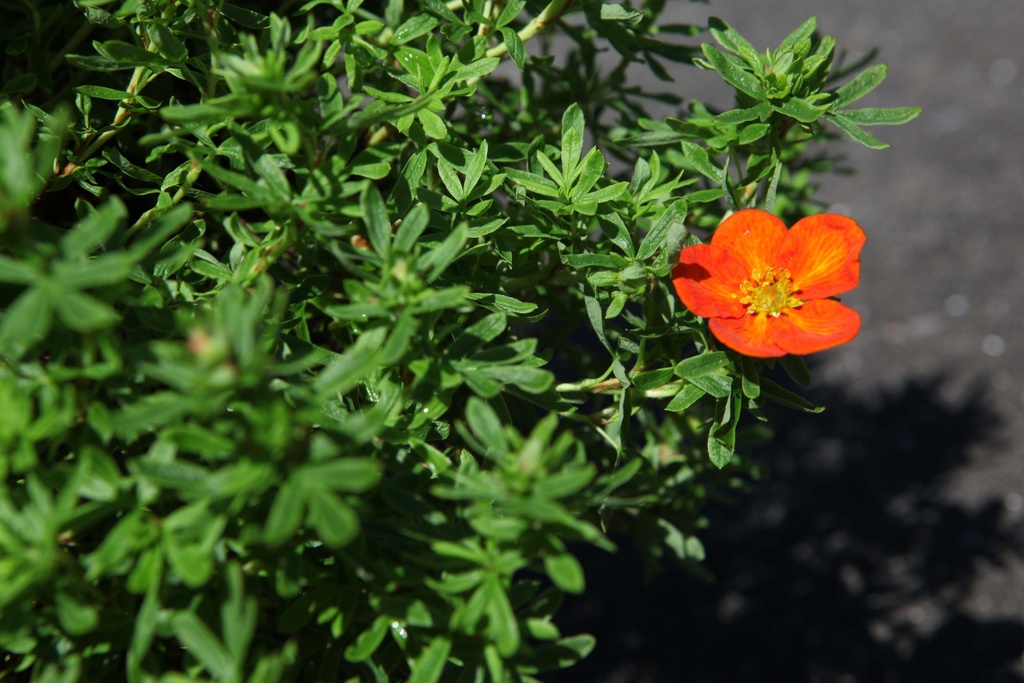 [xx] POTENTILLA FRUTICOSA BELLA SOL (Pot 3 liter, 30-40 cm)
