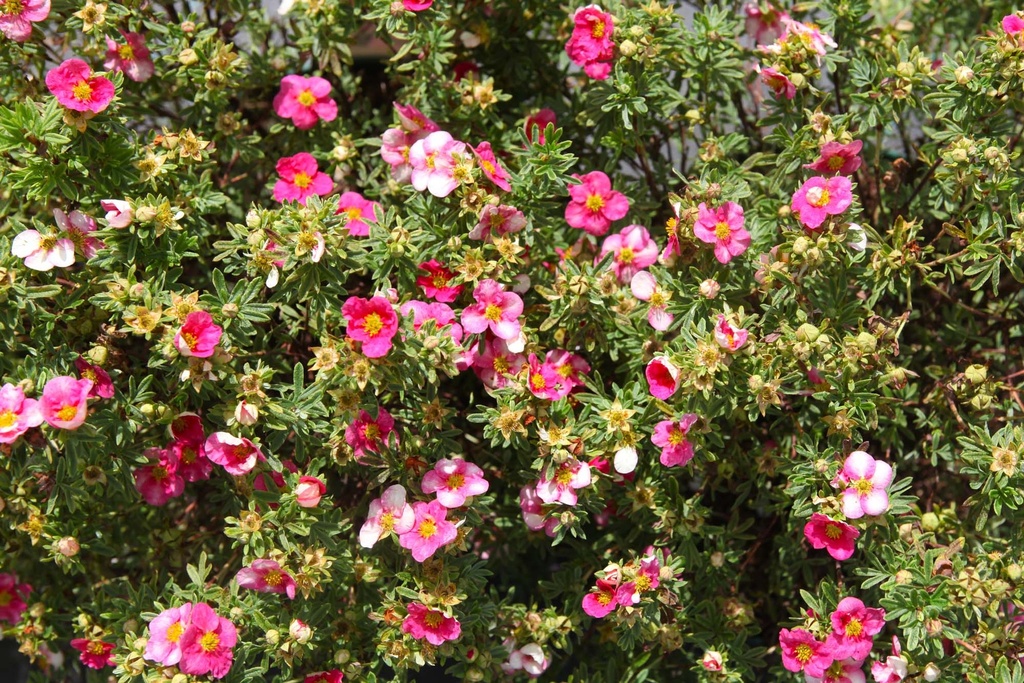 POTENTILLA FRUTICOSA BELLISSIMA