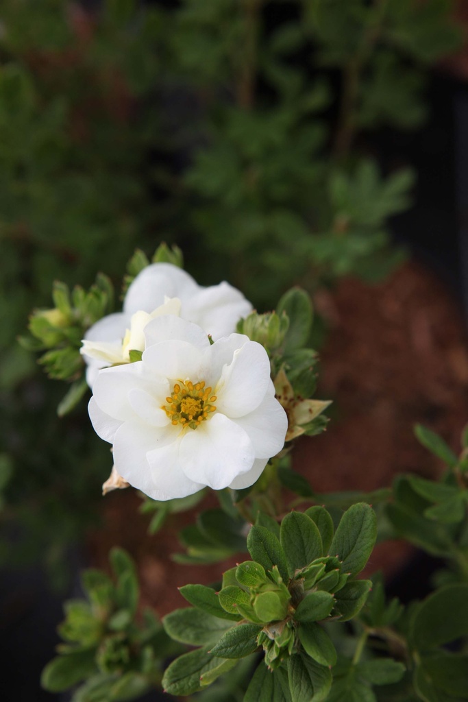 POTENTILLA FRUTICOSA FIRST EDITIONS® 'CRÈME BRULÉE®'
