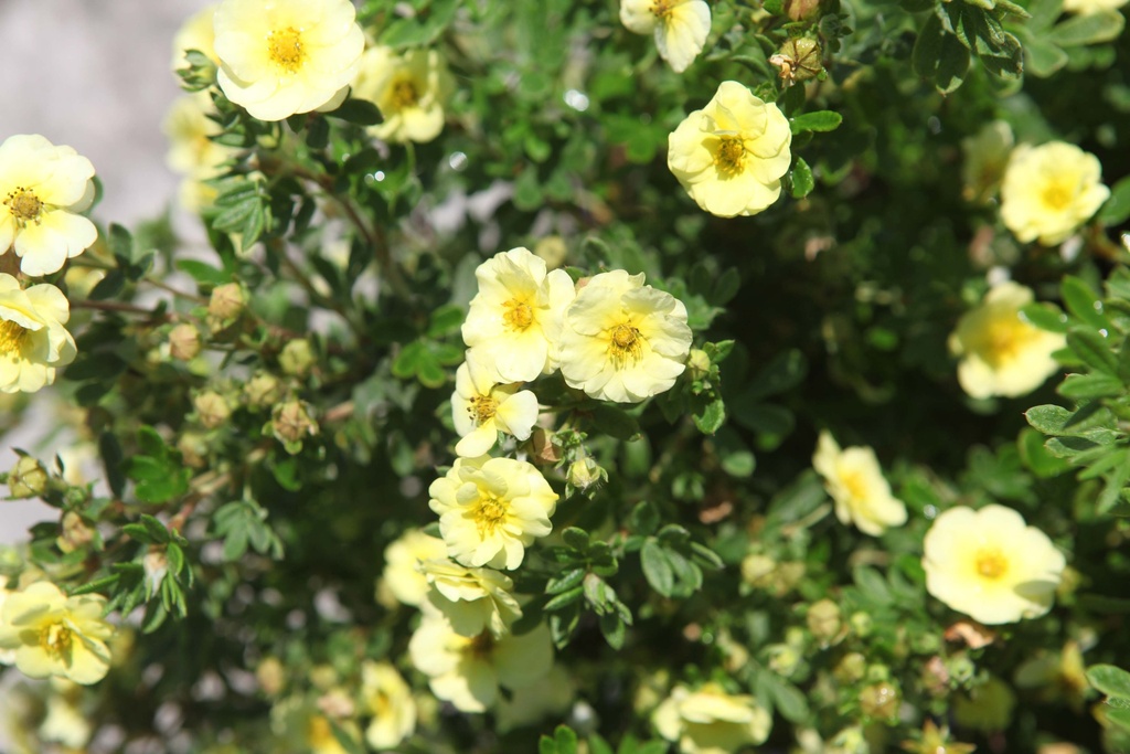 POTENTILLA FRUTICOSA FIRST EDITIONS® 'LEMON MERINGUE'