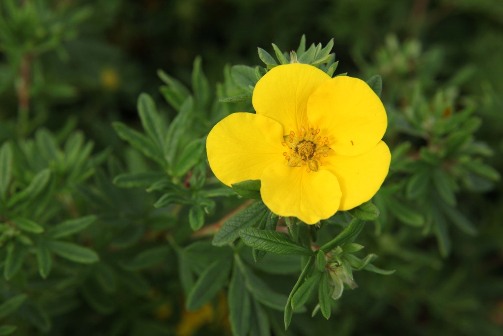 POTENTILLA FRUTICOSA 'GOLDFINGER'