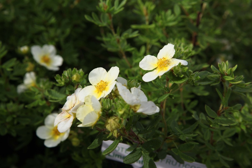 [xx] POTENTILLA FRUTICOSA 'LIMELIGHT' (Pot 3 liter, 30-40 cm)