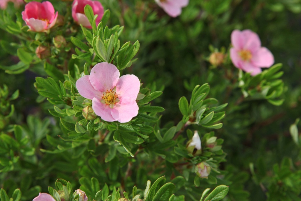 [PFLPI30C3] POTENTILLA FRUTICOSA 'LOVELY PINK' (Pot 3 liter, 30-40 cm)