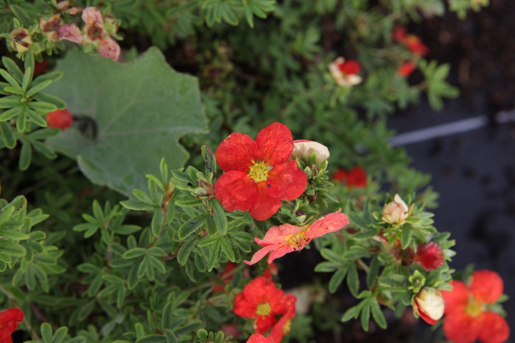 [PFMRRO25C3] POTENTILLA FRUTICOSA 'MARIAN RED ROBIN' (Pot 3 liter, 25-30 cm)