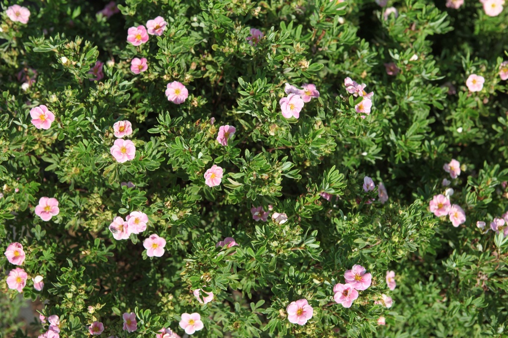 POTENTILLA FRUTICOSA PINK PARADISE