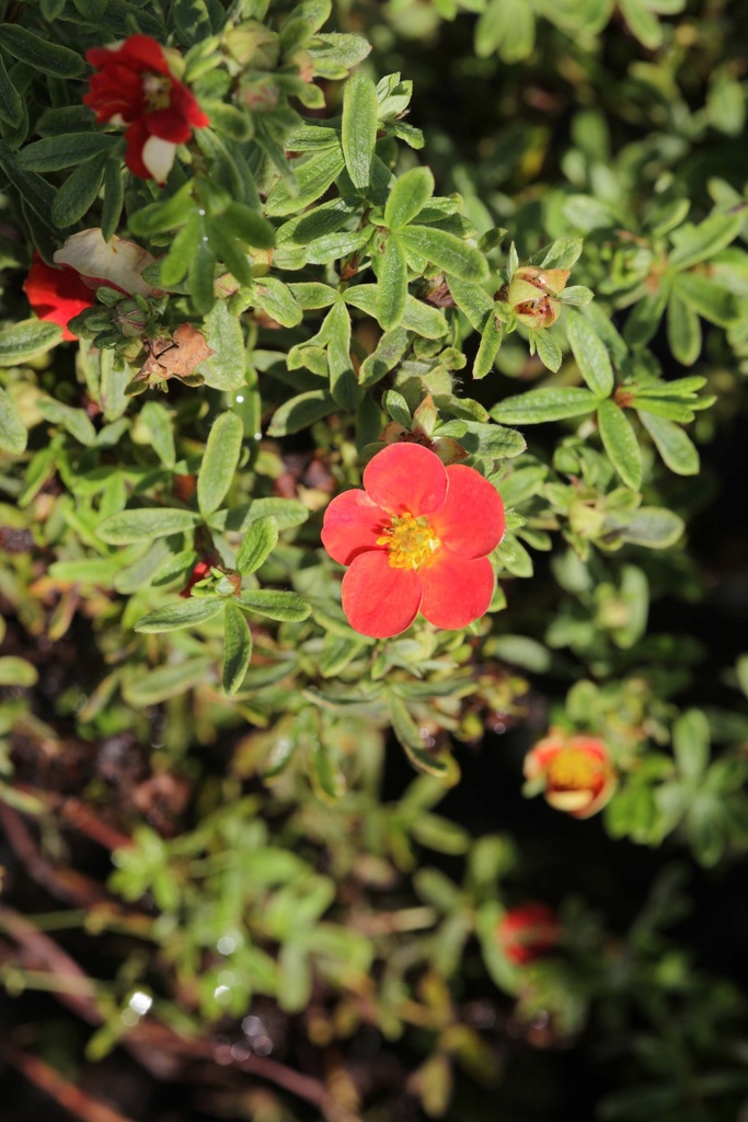 POTENTILLA FRUTICOSA 'RED LADY'