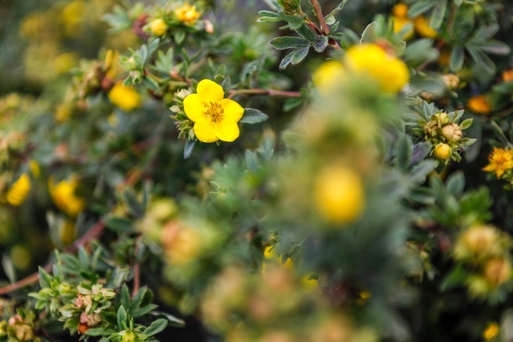 [PFSO30C3] POTENTILLA FRUTICOSA 'SOMMERFLOR' (Pot 3 liter, 30-40 cm)