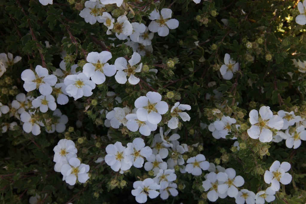 [PFWLA30C3] POTENTILLA FRUTICOSA 'WHITE LADY' (Pot 3 liter, 30-40 cm)