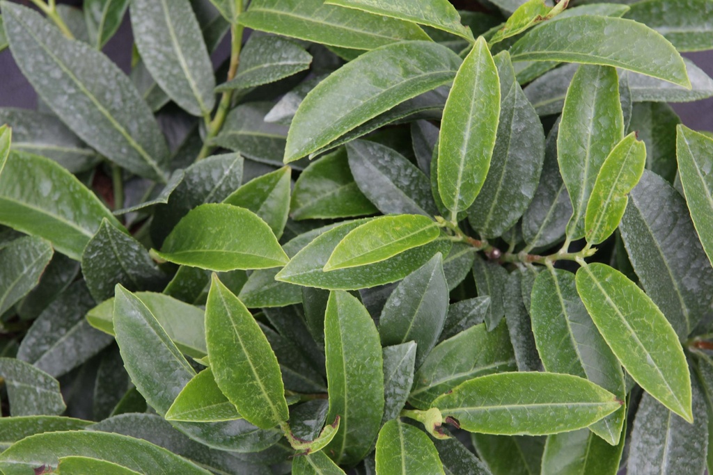 [PLMVE30] PRUNUS (L) LAUROCERASUS 'MOUNT VERNON' (Pot 3 liter, 30-40 cm)