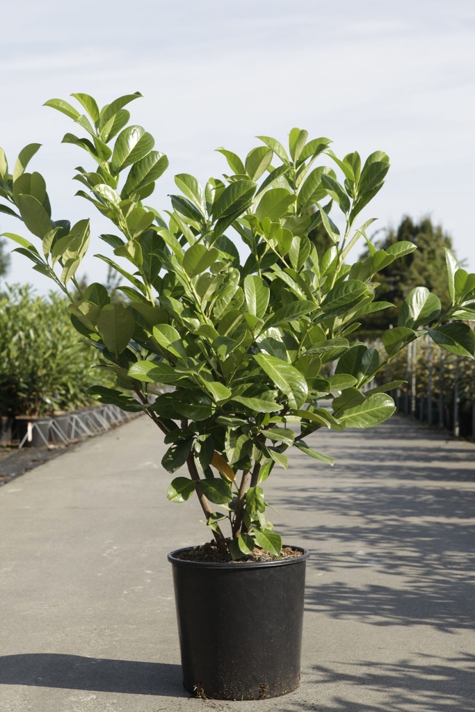 [PLRO60] PRUNUS LAUROCERASUS 'ROTUNDIFOLIA' (Pot 3 liter, 60-80 cm)