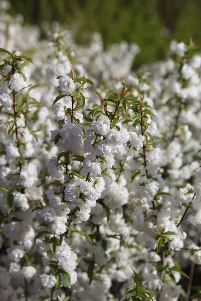 [xx] PRUNUS GLANDULOSA 'ALBA PLENA' (Pot 3 liter, 40-50 cm)
