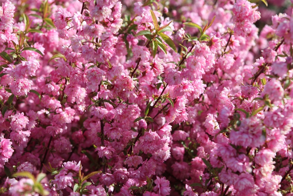 PRUNUS GLANDULOSA 'ROSEA PLENA'