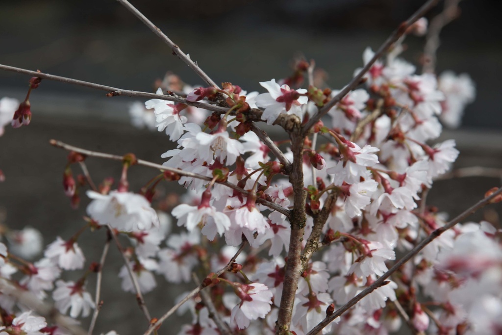 PRUNUS INCISA 'MIKINORI'