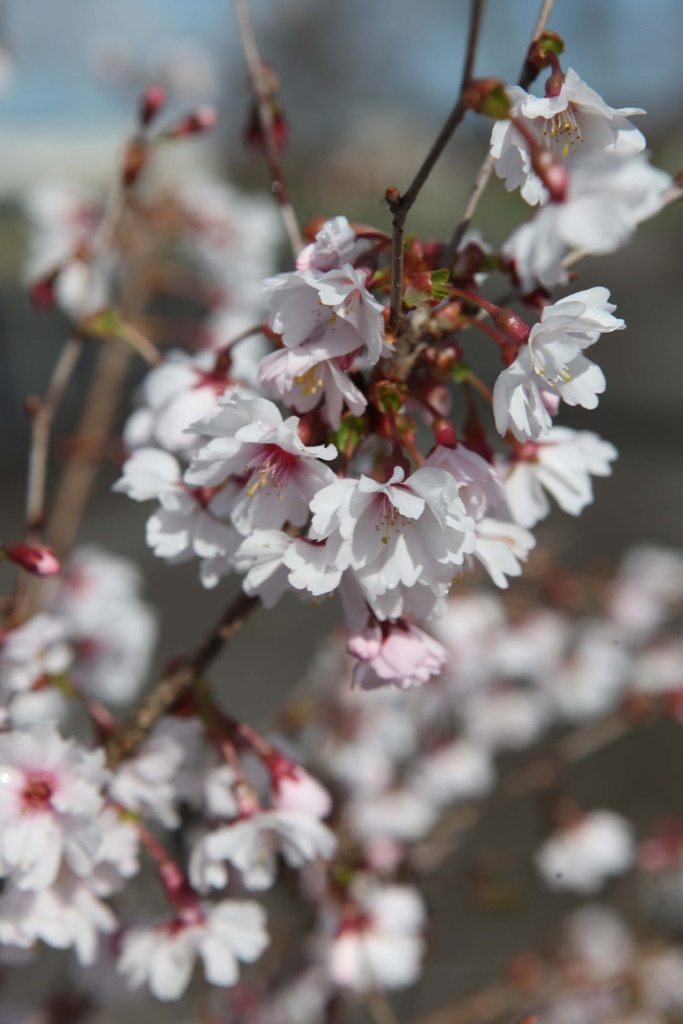 PRUNUS INCISA 'OSHIDORI'