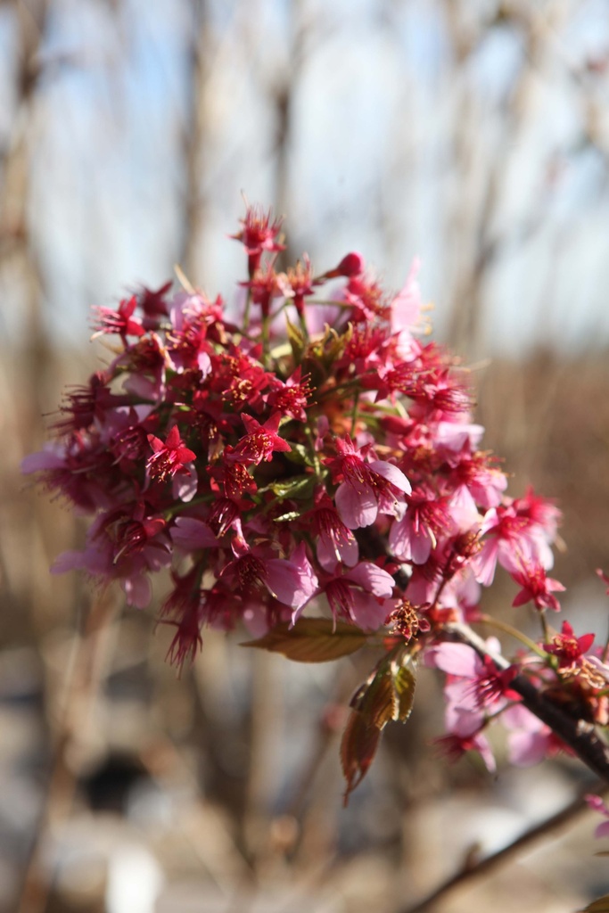 [PKU125C] PRUNUS 'KURSAR' (Pot, 125-150 cm)