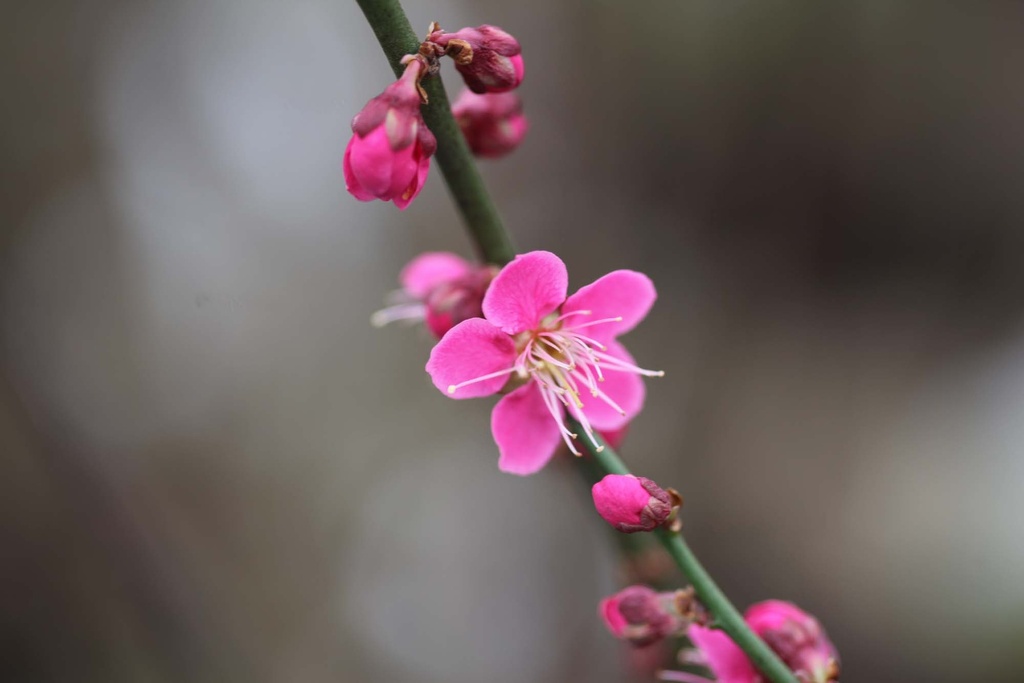 PRUNUS MUME 'BENI-CHIDORI'