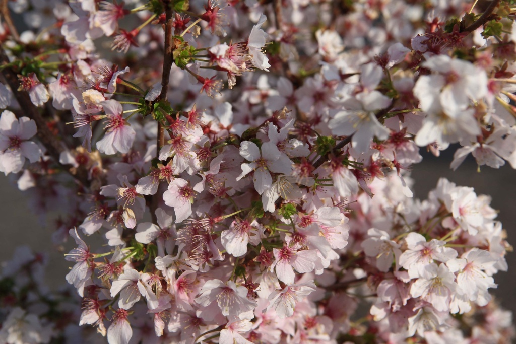 [xx] PRUNUS NIPPONICA 'BRILLIANT' (Pot, 100-125 cm)