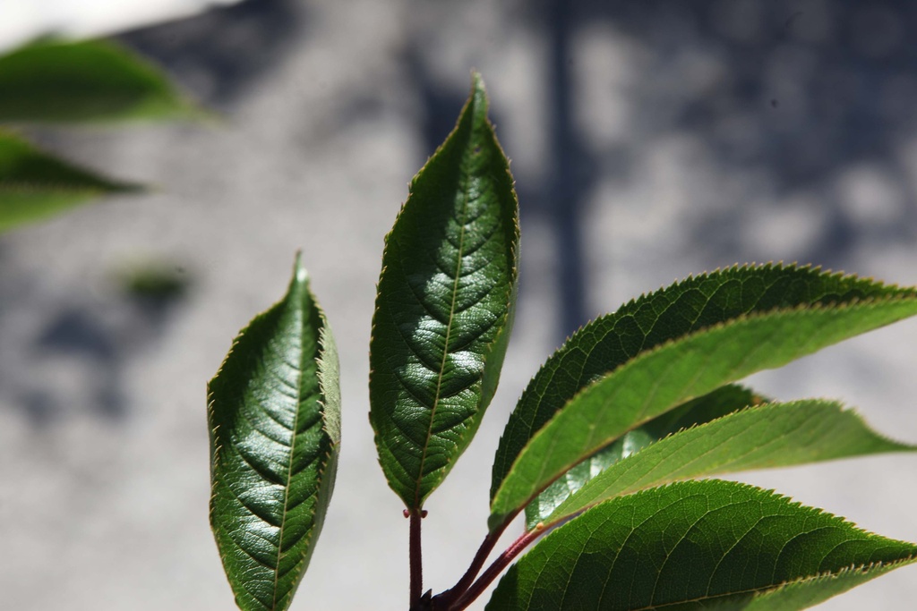 PRUNUS ROYAL FLAME